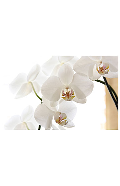 Premium Greeting Card, Orchids