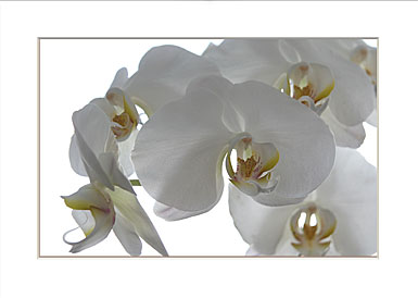 Premium Greeting Card, White Orchids