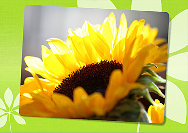 Premium Greeting Card, Sunflower