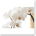 Premium Greeting Card, Orchids