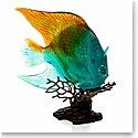Daum Amber Green Royal Angelfish